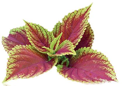 Coleus forskolia as part of Reduslim