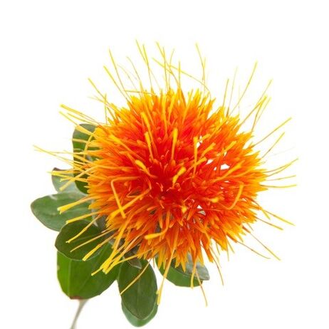 Reduslim's wild saffron